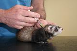 VETERINAIRE NAC 067